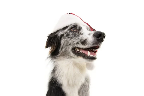 Profiel grens collie hond vieren kerst het dragen van een rode sa — Stockfoto