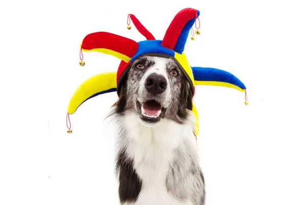 Engraçado fronteira collie cão carnaval, halloween, ou ano novo vestido — Fotografia de Stock