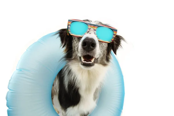 犬の夏は青いインフレータブルフロートプーさんの中で休暇中 — ストック写真