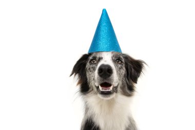 Mavi parti şapkası takan mutlu sınır köpeği. Yeni yıl, carn