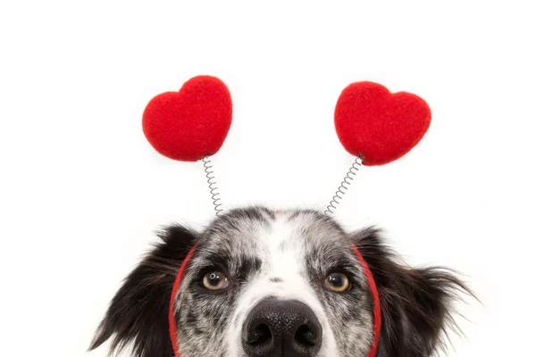 Close-up esconder o amor cão vestindo um diadema forma de coração. Dia dos namorados — Fotografia de Stock