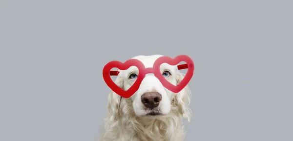 Belleza amor perro con gafas de corazón rojo. San Valentín 's Day Conc —  Fotos de Stock