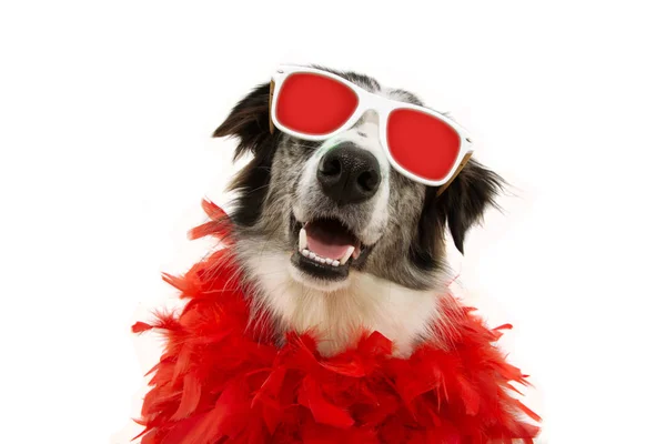 Portrait chien drôle célébrant le Nouvel An, carnaval ou Saint-Valentin — Photo