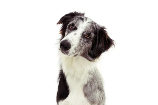 Uważny i myślący graniczny pies collie przechylający głowę. Izolat — Zdjęcie stockowe