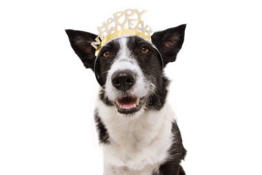 Köpek yılbaşını mesaj dilimiyle kutluyor. Neye göre izole edilmiş?