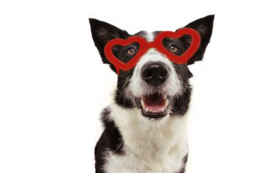 Kırmızı kalp gözlüklü çoban köpeğine bayılırım. San Valentine 's d