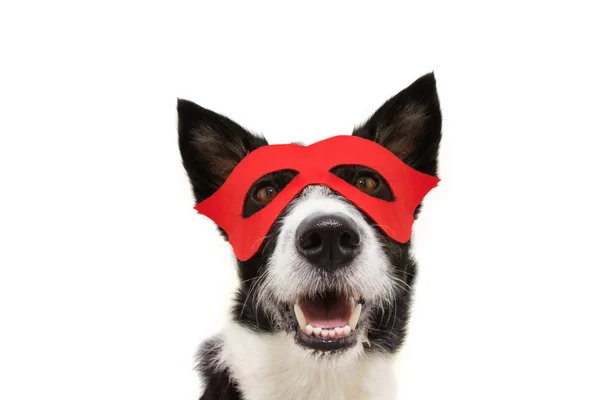 Костюм супергероя собаки для карнавала или Хэллоуина — стоковое фото