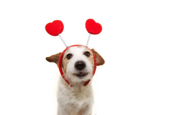 Divertido gato russell perro amor usando un corazón forma diadema. valente — Foto de Stock