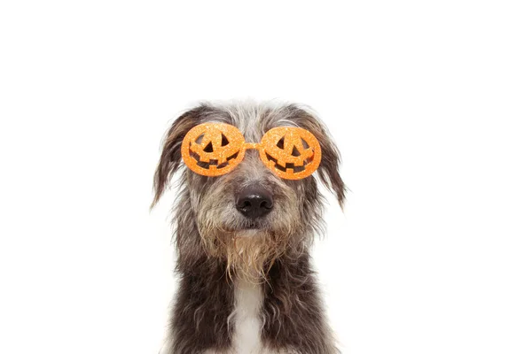 Pies szczeniak świętowanie halloween noszenie dyni pomarańczowe okulary c — Zdjęcie stockowe