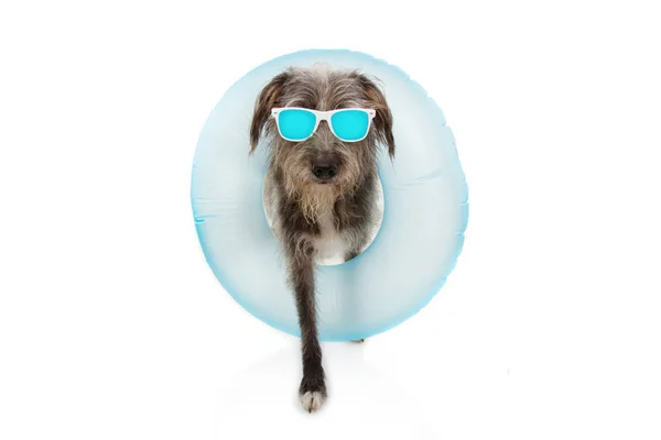 Cachorro que vai em férias de verão dentro de um flutuador azul nadam — Fotografia de Stock
