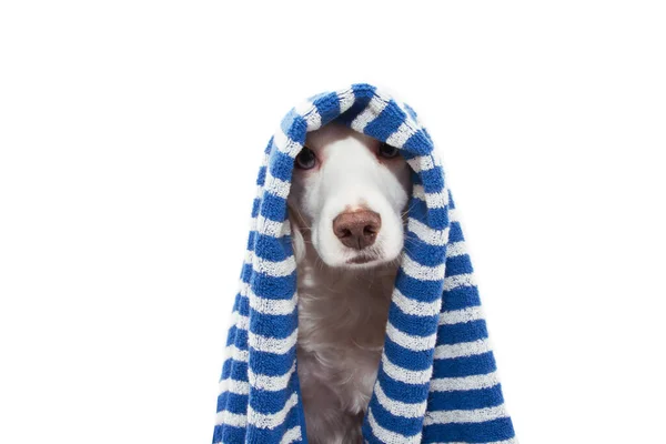 Portrait beauty dog wrapped with a blue striped towel ready for — 스톡 사진