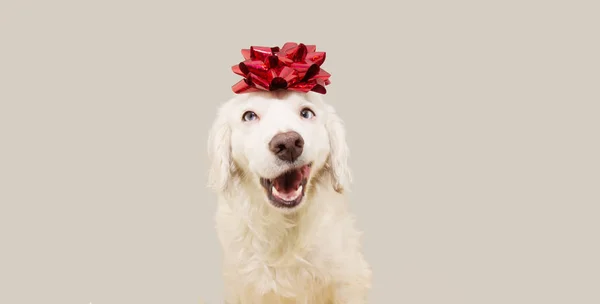 Banner felice regalo di cane per Natale, compleanno o anniversario , — Foto Stock