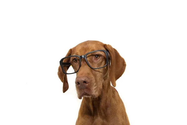 Perro puntero inteligente retrato con gafas negras. Regreso a la escuela — Foto de Stock