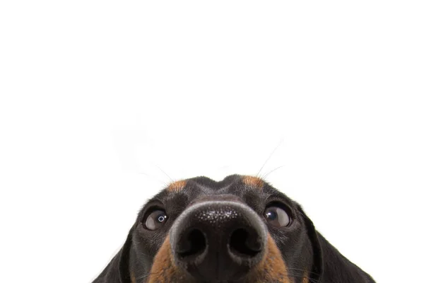 Meraklı dachshund köpek yavrusu gözleri. Beyaz arkaplanda izole.