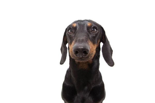 Cachorro Perro Salchicha Negro Retrato Aislado Sobre Fondo Blanco —  Fotos de Stock