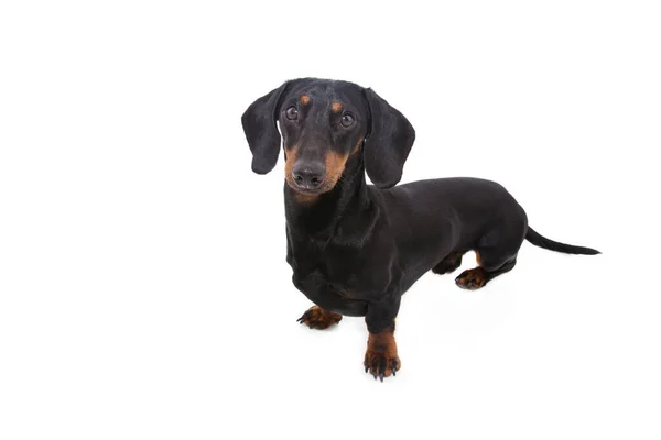 Retrato Vista Lateral Cachorro Cão Dachshund Preto Isolado Sobre Fundo — Fotografia de Stock