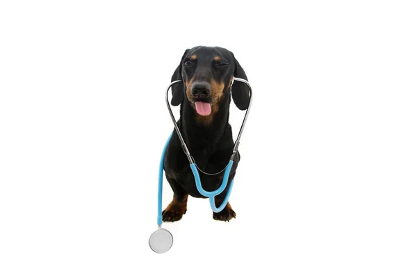 聴診器を持ったダックスフンドの犬が面白い顔をしてる 白地に隔離された — ストック写真