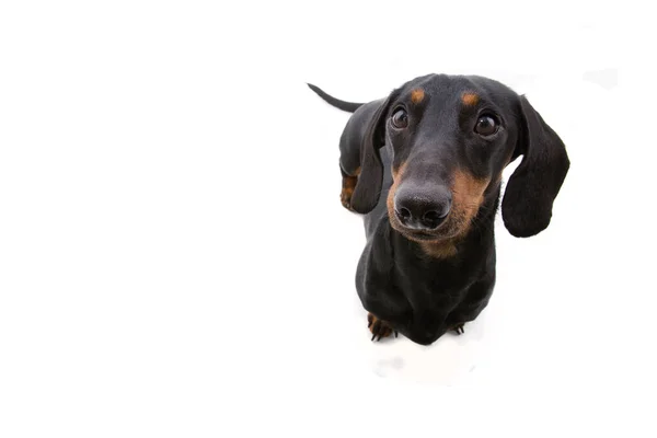 Portret Schattig Teckel Puppy Hond Zoek Omhoog Geïsoleerd Witte Achtergrond — Stockfoto