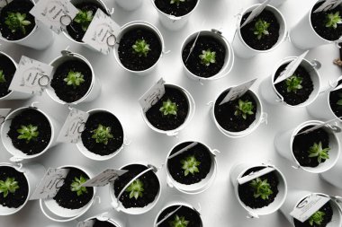 Güzel düğün süsleri. Seremoni üzerine çiçek kompozisyonları. Misafirler için hediyeler. Küçük bir kovada sulanır