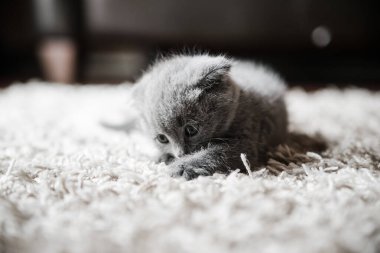 İngiliz kedisi, İngiliz kedisi, ev sahibesinin kollarında oynaşan kedi yavrusu, sevimli kedi yavrusu oynanıyor, gri İngiliz kedisi, evcil bir hayvan, güzel bir hayvan.