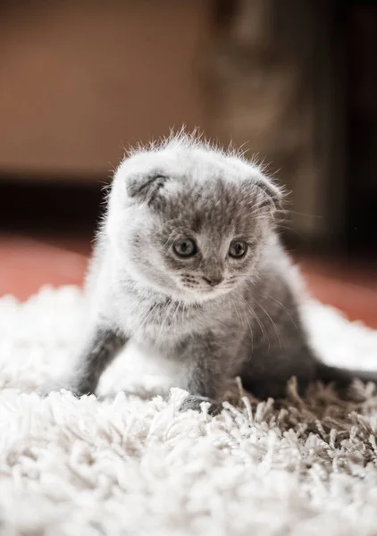 英国の猫 英国の子猫 ホステスの腕の中で子猫の遊び心のあるカップル かわいい子猫が再生され 灰色の英国の子猫 ペット 家で美しい動物 — ストック写真