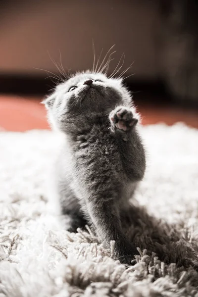 英国の猫 英国の子猫 ホステスの腕の中で子猫の遊び心のあるカップル かわいい子猫が再生され 灰色の英国の子猫 ペット 家で美しい動物 — ストック写真