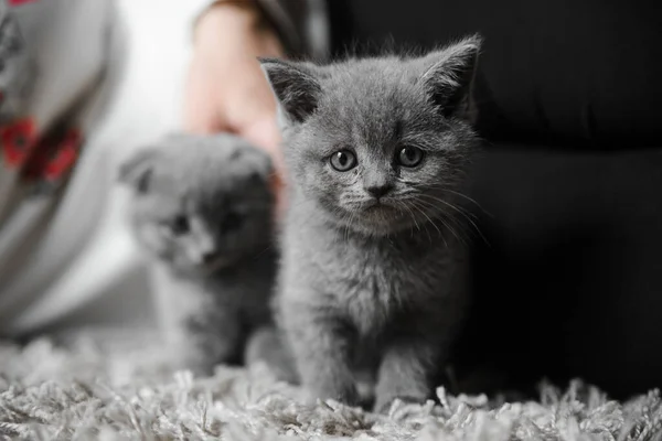 英国的猫 英国的猫 女主人怀里抱着一对顽皮的猫 可爱的猫在玩耍 灰色的英国猫 家里的宠物 美丽的动物 — 图库照片