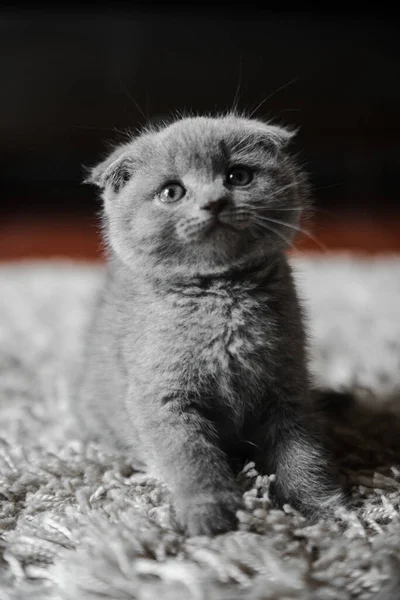 英国の猫 英国の子猫 ホステスの腕の中で子猫の遊び心のあるカップル かわいい子猫が再生され 灰色の英国の子猫 ペット 家で美しい動物 — ストック写真
