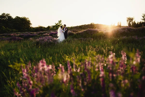 Nygifta Står Mitt Ett Blommande Fält Vid Solnedgången Brudgummen Håller — Stockfoto