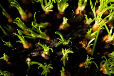 Saf ekolojik yetişen soğanlar, yeşil taze soğan ekilmiş yatakta ve serada yeşil soğan filizleri, toprağa ekilmiş yeşil soğanlar.