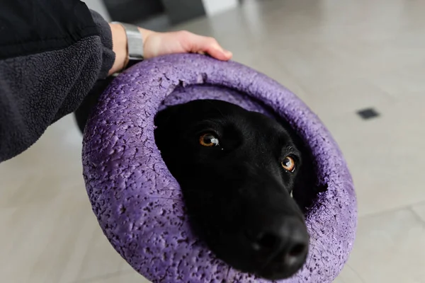 labrador nibbles a toy,beautiful black labrador chewing on a rubber circle,pet playing with a toy,dog\'s teeth clutching a rubber circle