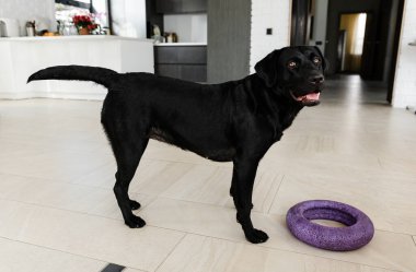 Labrador oyuncağı kemiriyor, güzel siyah labrador lastik çemberi çiğniyor, evcil hayvan oyuncakla oynuyor, köpek dişleri kauçuk çemberi tutuyor.