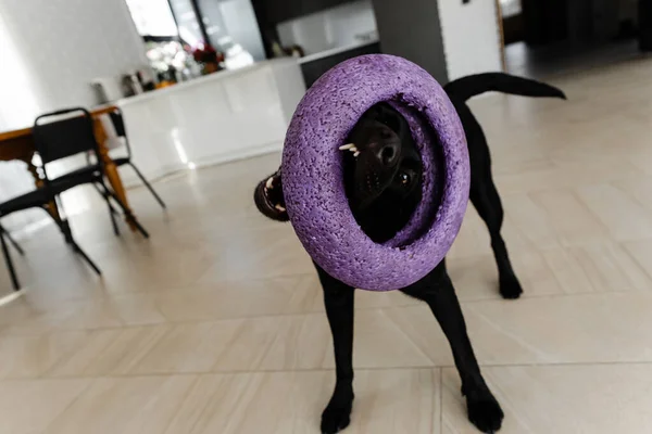 labrador nibbles a toy,beautiful black labrador chewing on a rubber circle,pet playing with a toy,dog\'s teeth clutching a rubber circle