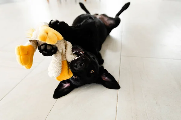 Schattig Zwart Hond Ligt Vloer Houdt Een Speelgoed Pootjes — Stockfoto