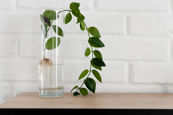 The plant with roots is in glass jar, vase . On a white background.Beautiful green branch of an exotic plant stands in a clean transparent vase filled with water against a white brick wall