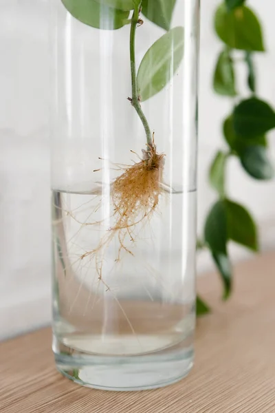 The plant with roots is in glass jar, vase . On a white background.Beautiful green branch of an exotic plant stands in a clean transparent vase filled with water against a white brick wall