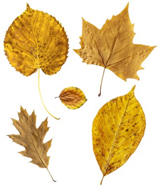 Sonbahar yaprakları beyaz sırtlara izole edilmiş.