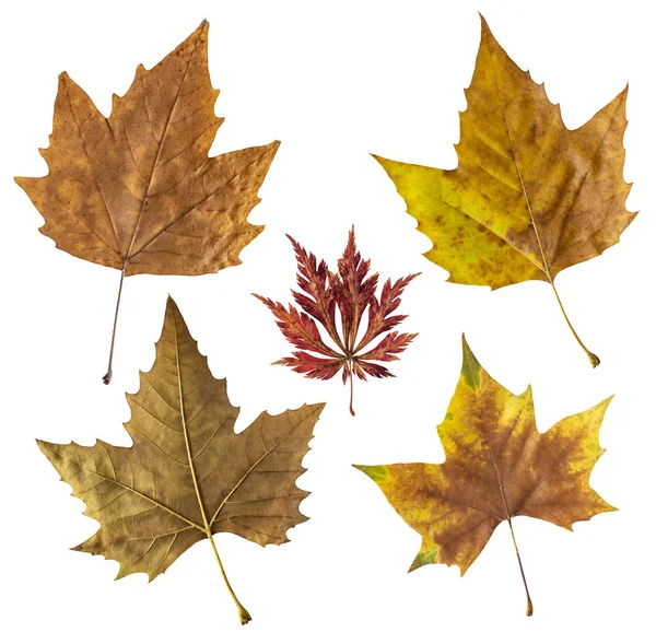Reihe Von Herbstblättern Isoliert Auf Weißem Rücken lizenzfreie Stockbilder