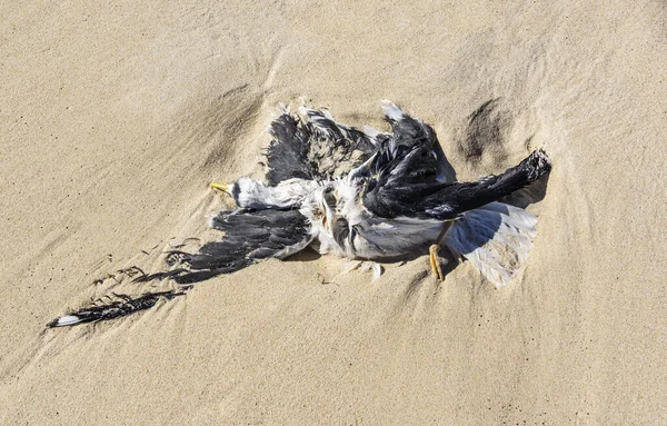 Carcaça Gaivota Numa Praia Deixada Pelo Oceano — Fotografia de Stock
