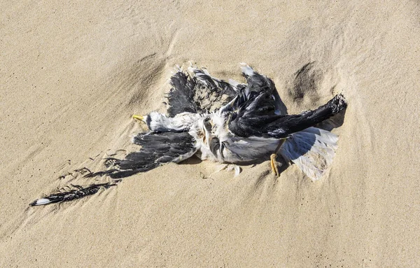Carcass of seagull on a beach left by the ocean