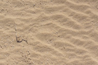 Sand texture with twisted twig on the top