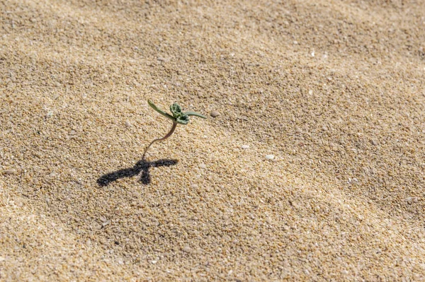 Pequeña Planta Germinante Arena — Foto de Stock