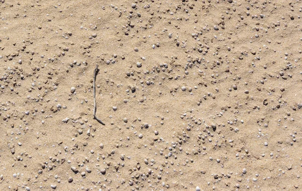 Small Stick Desert Surface Sand Small Shells Texture — Stok fotoğraf