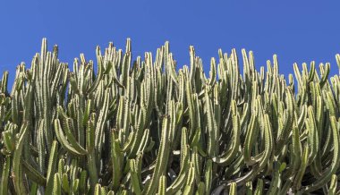 Kaktüs resmin çoğunu mavi gökyüzüne karşı kaplıyor