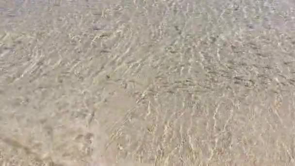 Ocean Waves Small Fish Moving Sandy Beach — Stock Video