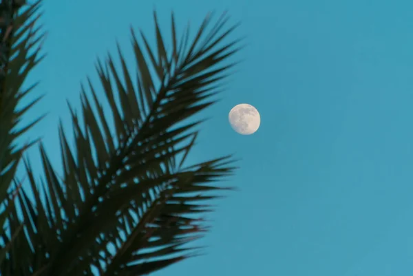 Lune dans les feuilles de palmier — Photo