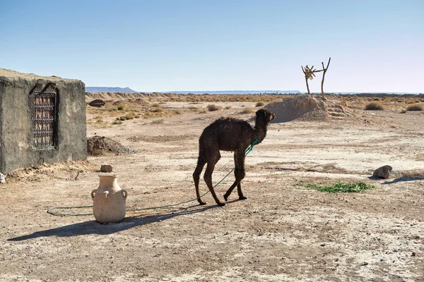 Kis teve közelében jól a sivatagban, Marokkó — Stock Fotó