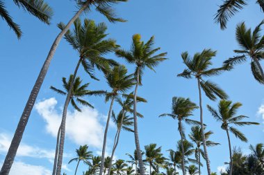 Punta Cana plajda palmiye ağaçları. Dominik Cumhuriyeti.