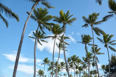 Punta Cana plajda palmiye ağaçları. Dominik Cumhuriyeti.