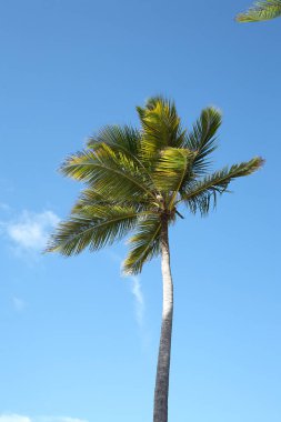 Punta Cana plajda palmiye ağaçları. Dominik Cumhuriyeti.